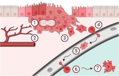 The Role of Proteoglycans in Cancer Metastasis and Circulating Tumor Cell Analysis